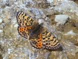 Patnikovo, Eastern Rhodopis, 18th June 2014. Female, form 'meridionalis'