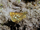 Dobrostan, Western Rhodopi Mtns., 9th June 2011, male.