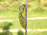 near Melnik, SW Bulgaria. 10th May 2014. Photographed as found.