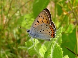 Eastern Rhodopes, 08-06-2011. Male