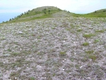 P. dardanus habitat, Orelek, south Pirin Mtns., 20th July 2010.