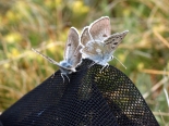 Slavyanka Mtn., SW Bulgaria, 9th July 2012, males on butterfly net.