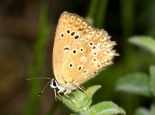 Arda valley, Eastern Rhodopi Mtns.,27th June 2012, female.