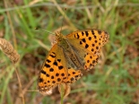 Arda valley, Eastern Rhodopi Mtns., 27th June 2012, male.