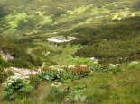 selene habitat in Rila Mtns., near Musala