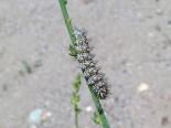 Arda valley, Eastern Rhodopis, 5th June 2011. 5th instar Larva.