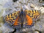near Vratsa, NW Bulgaria, 6th July 2014, female, form meridionalis.
