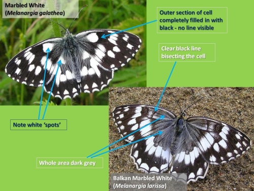 Separation of Marbled White from Balkan Marbled White