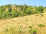 larissa habitat: Bobochevo, 20th July 2012.