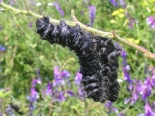 Arda valley, Eastern Rhodopis, 5th June 2011. 4th instar Larvae.