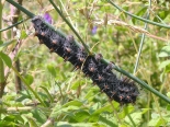 Arda valley, Eastern Rhodopis, 5th June 2011. 5th instar Larva.