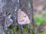 nr Madzharovo, Eastern Rhodopes. 14th June 2010. On oak (Quercus sp.) trunk.