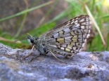 Dobrostan, Western Rhodopi Mtns., 30th June 2012, male.