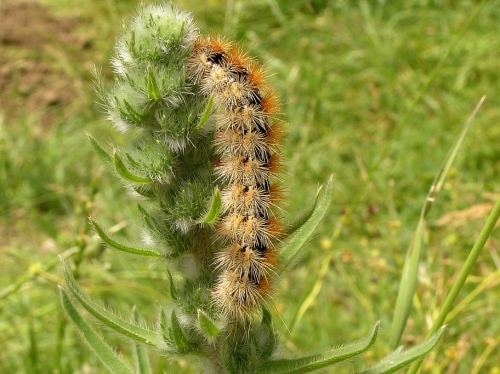 Patnikovo, Eastern Rhodopis, 8th June 2011. Larva.
