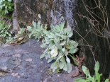 Alyssum saxatile, foodplant of Krueper's Small White, 15th June 2013