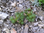 Androsace villosa (foodplant), Orelek, S Pirin Mtns., 20th July 2010.