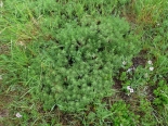 Artemisia sp., foodplant of N. tessularia,  Dragoman, 11th June 2019.