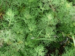Artemisia sp. foodplant of N. tessularia. Dragoman, 11-06-209.