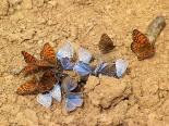 east Serbia, 12th June 2016. Freyer's Fritillaries with other butterflies puddling, 