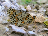 Schistolithos, N. Greece, 11th May 2014. Male.